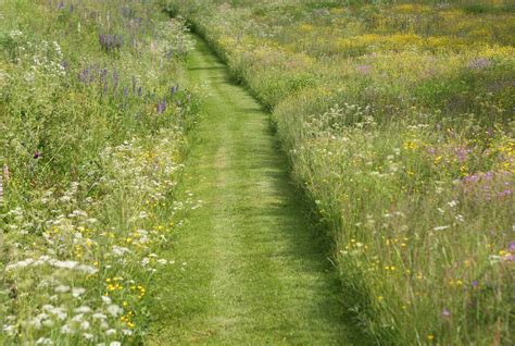 Mown Path Through Meadow Wild Flower Meadow Wildflower Garden