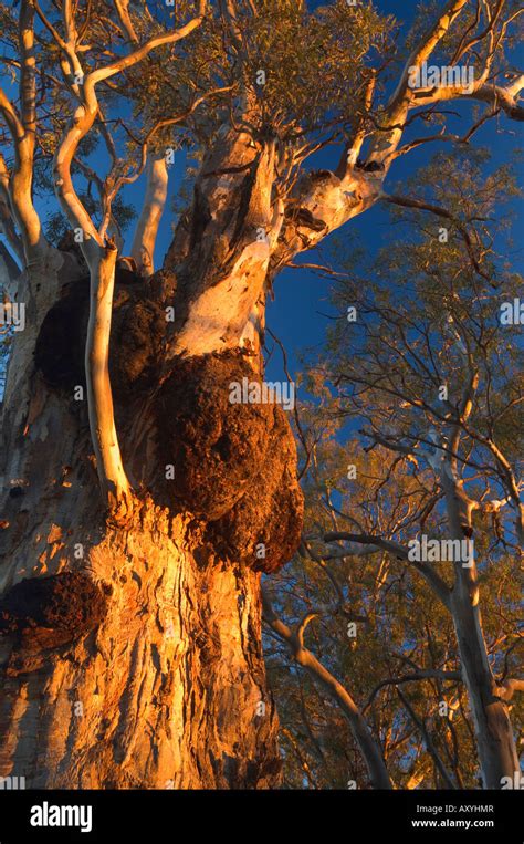 Red River Gum Tree Hi Res Stock Photography And Images Alamy