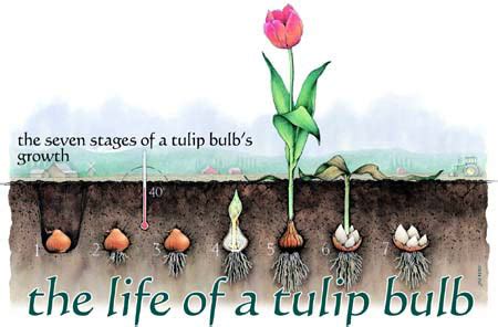 All you need to know about growing tulips, from planting bulbs to selecting varieties. The Life of a Tulip Bulb