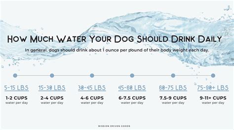 How Much Water Should A 30 Pound Dog Drink A Day