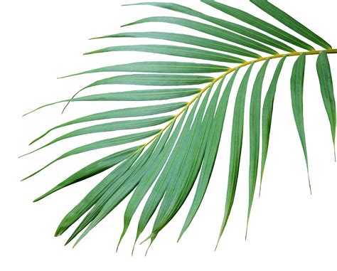 Tropical Frond Green Palm Leaf Tree On Transparent Background Png File PNG