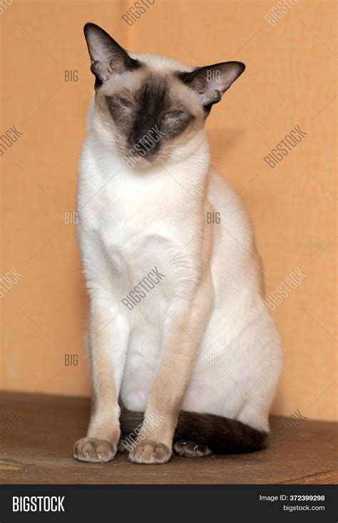 Siamese Cat On Brown Image And Photo Free Trial Bigstock