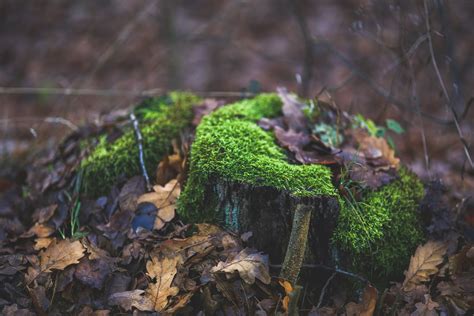 Free Images Tree Nature Forest Grass Rock Wood Leaf Fall