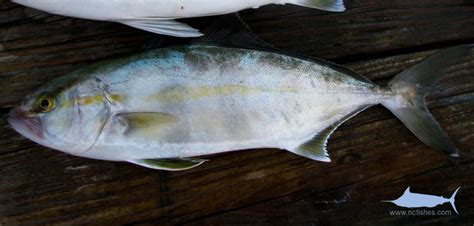 Amberjack Identification Fishes Of North Carolina