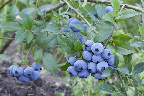 Sweetheart Highbush Organic Blueberry Plant Backyard Berry Plants