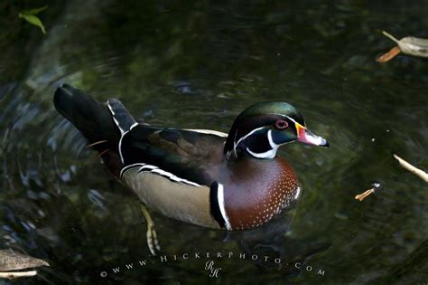 Wood Duck Picture | Photo, Information