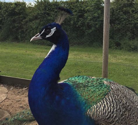 Peacocks Uk One Of The Uks Largest Peafowl Farms All Breeds Of