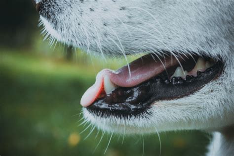 How To Spot And Treat Canine Acne