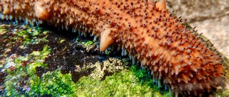 Warty Sea Cucumber Roundhouse Aquarium Teaching Center Manhattan