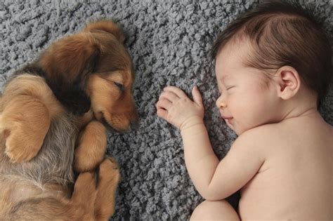Adorable Pictures Of Puppies And Puppies With Babies Stuff We Love