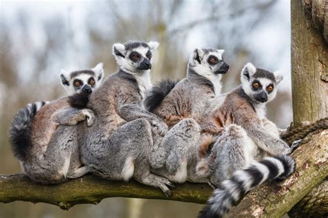A Spasso Tra I Lemuri Safari Park