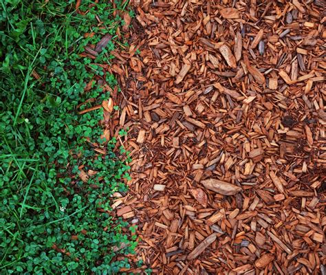 6 Things To Know About Using Cedar Mulch