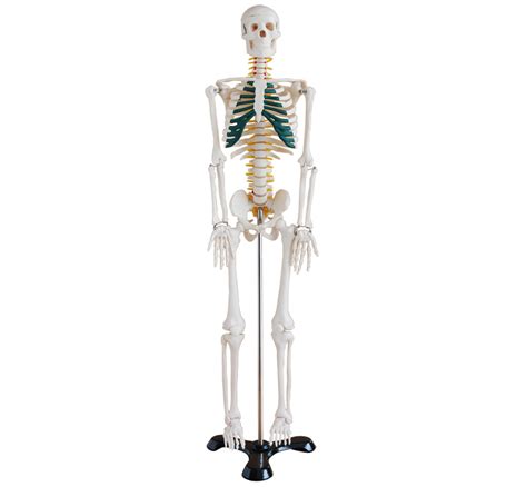 85cm Human Skeleton Model With Nerves Adahealthy
