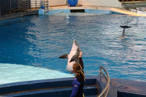 Dolphin Show National Aquarium In Baltimore Md 1212145 Photograph