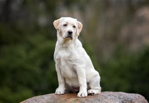 Labrador Retriever English Cream Dapper Puppies