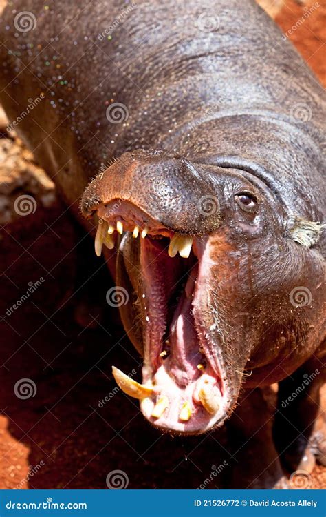 Hippopotamus Pigmy Hexaprotodon Liberiensis Stock Photo Image Of