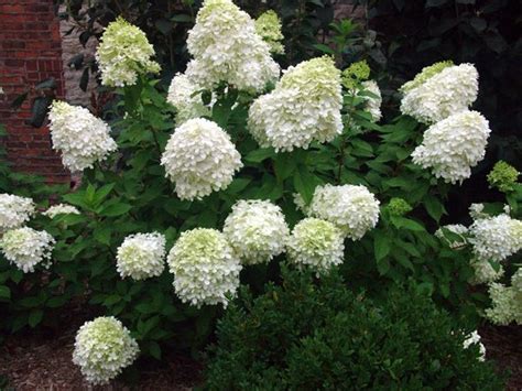 Hydrangea little lime plant with green to pink flowers: Hydrangea 'Limelight'' | MOONLIT WHITE GARDENS | Pinterest