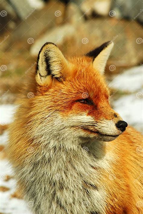 Wild Red Fox Stock Photo Image Of Carnivorous Wily 11524894