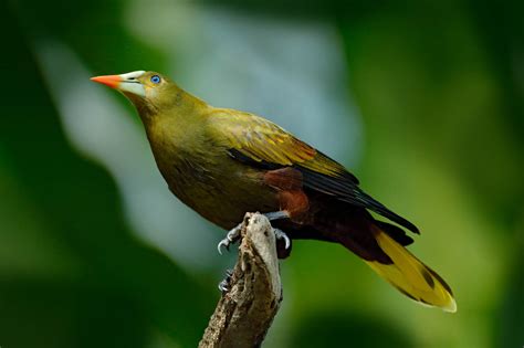 17 Fascinating Amazon Rainforest Birds I Heart Brazil