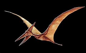 Image result for Pterosaur