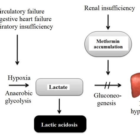 PDF Metformin Induced Lactic Acidosis Particularities And Course
