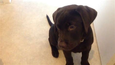 This Cute Choc Lab Puppy Made A Mess But For Some Reason It Is Hard To