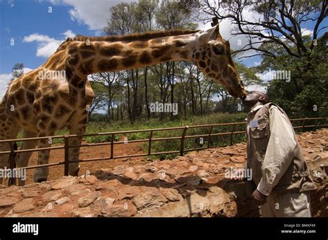 Rothschild Giraffe, Giraffe Center, Nairobi, Kenya. Handler gets a kiss