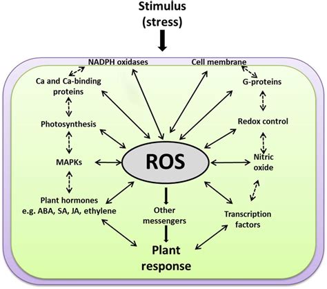 Ros Signaling Pathway