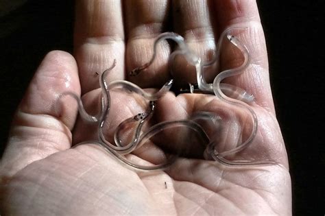 I Joined The Wildlife Police To Save Baby Eels From Poachers New