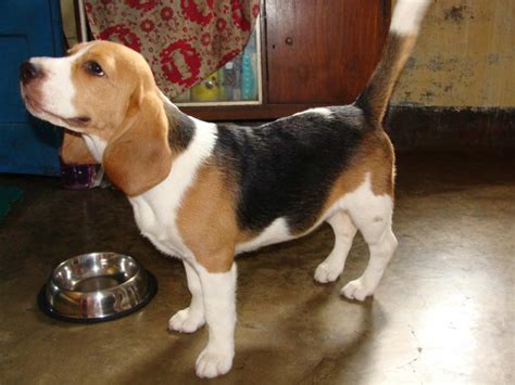 She is that great companion that everyone wants. Beagle Puppies for Sale(prasun roy chowdhury 1)(7474 ...