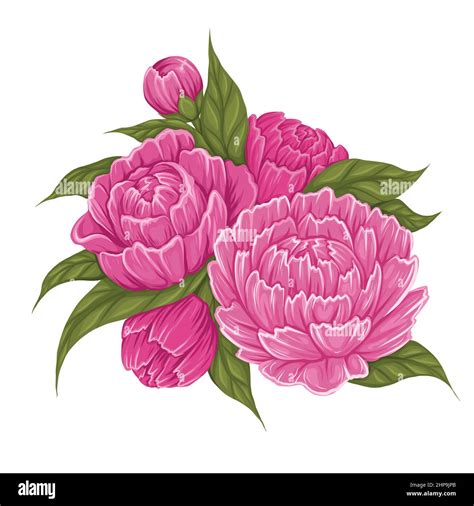 Vector Cartoon Illustration Of Peony Flowers With Foliage Image Of