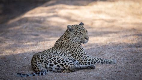 Relaxed Female Leopard Resting In Her Natural Environment Stock Photo