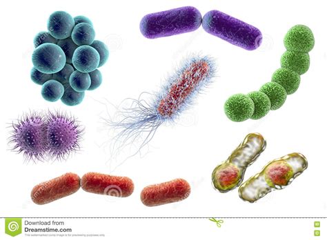 Microbes Of Different Shapes Stock Illustration Illustration Of Human