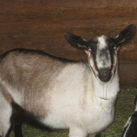 There are several species of goats, all of them native to asia, europe, or northern africa. DAIRY GOATS & GOAT MILK | Learn the Basics