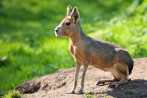 Patagonian Mara Is A Relatively Large Rodent Found In Parts Of