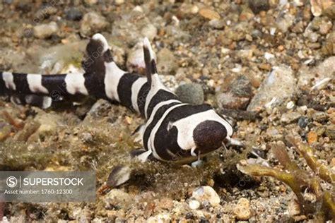 Philippines Banded Cat Shark Or Brownbanded Bamboo Shark