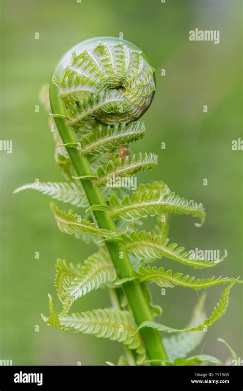 New Fern Fronds Unfurling Hi Res Stock Photography And Images Alamy