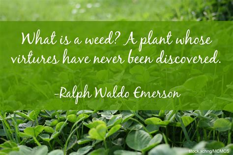 Best weed quotes to uplift your stoner soul. Garden Quotes: Best Gardening Quotes by Famous People | INSTALL-IT-DIRECT