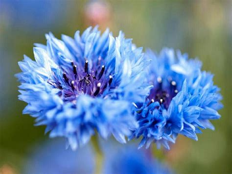 Pin By Susiesattbose On Beautiful Flowers Types Of