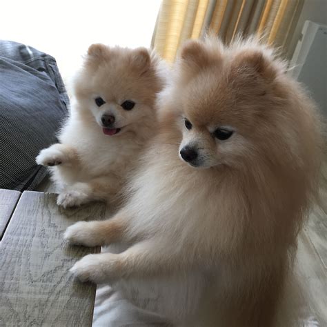 Why Are Pomeranians So Cute Pets Lovers