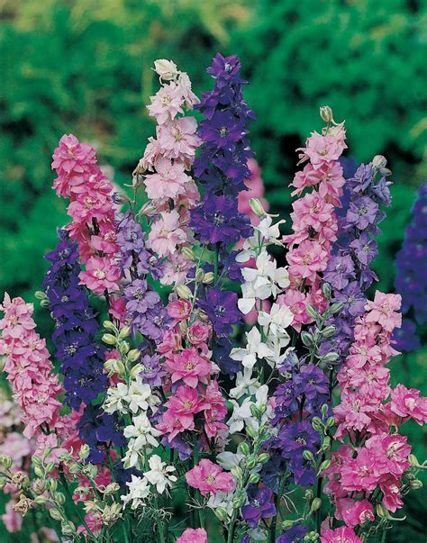 Larkspur Giant Imperial Mixed Seeds From Mr Fothergills Seeds And Plants