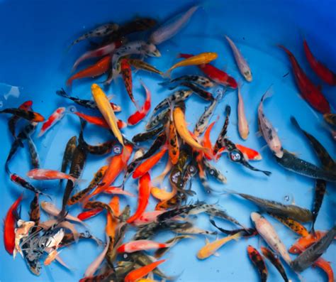 🎏 Japanese Koi Fish For Sale 😻 Fish Gumtree Australia Strathfield