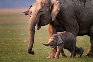 The 6 Different Types Of Elephants Facts Photos Identification