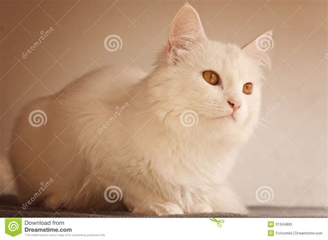 White persian cats have copper or blue eyes, and occasionally one of each. White Persian Cat Royalty Free Stock Photo - Image: 31344895