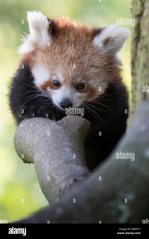Baby Red Panda Stock Photo Alamy