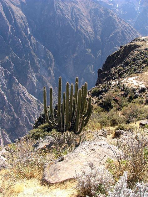 Cactus Colca Canyon Peru Peru South America Cacti And Succulents