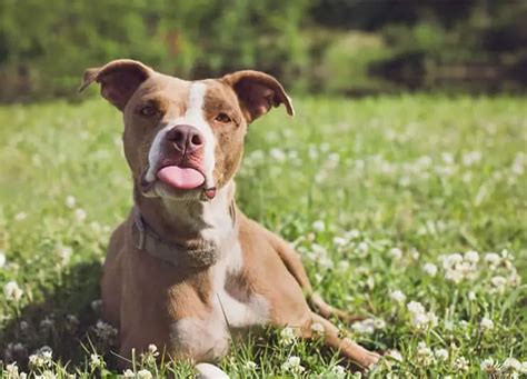 Why Dogs Tongues Stick Out Is Everything Okay With My Dog