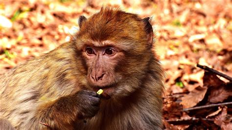 Desktop Wallpaper Barbary Macaque Apes Monkey Wild Animal Hd Image