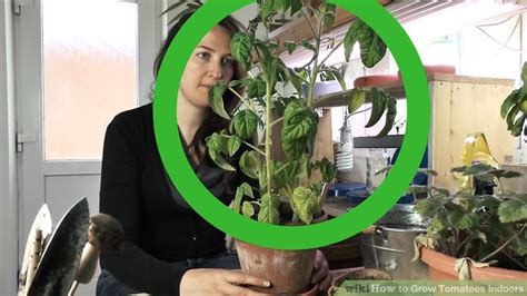 Your garden supply and advice hq. How to Grow Tomatoes Indoors: 11 Steps (with Pictures ...