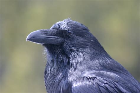 Free Raven Stock Photo